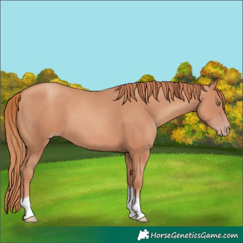 Horse Color:Gold Champagne Tobiano 