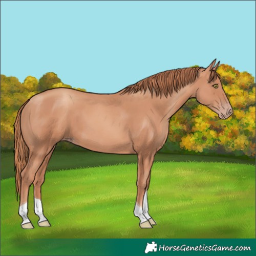 Horse Color:Gold Champagne Tobiano 