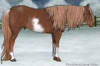 Horse Color:White Spotted Chestnut Rabicano 
