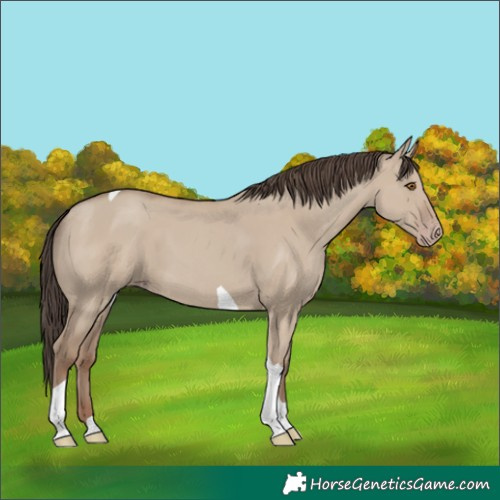 Horse Color:Classic Champagne Dun Tobiano 