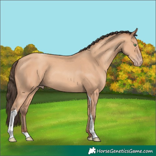 Horse Color:Amber Champagne Tobiano 