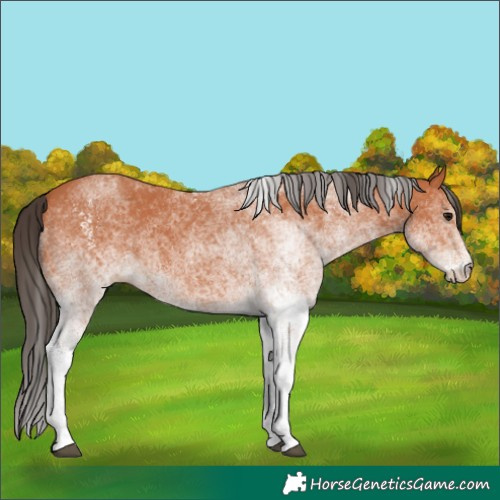 Horse Color:White Spotted Bay 