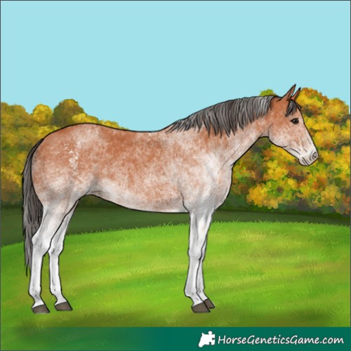 Horse Color:White Spotted Bay 