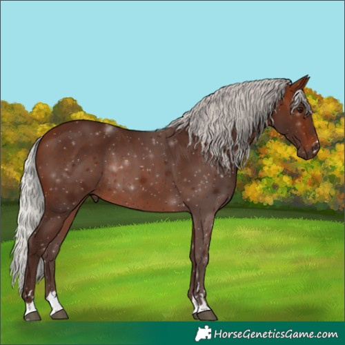 Horse Color:Silver Brown Rabicano 