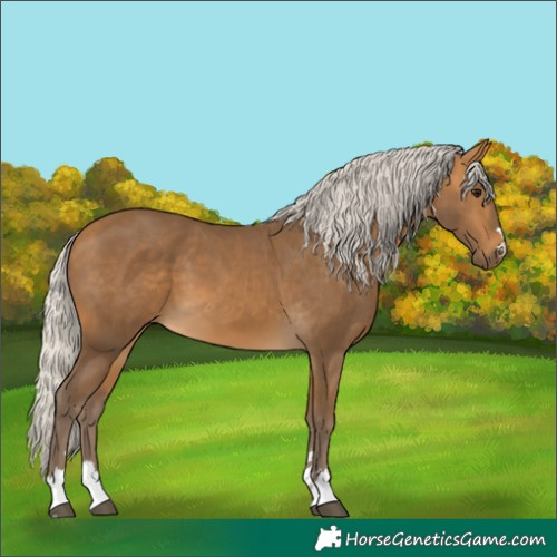 Horse Color:Silver Buckskin 