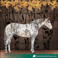 Horse Color:Buckskin and Perlino Sabino