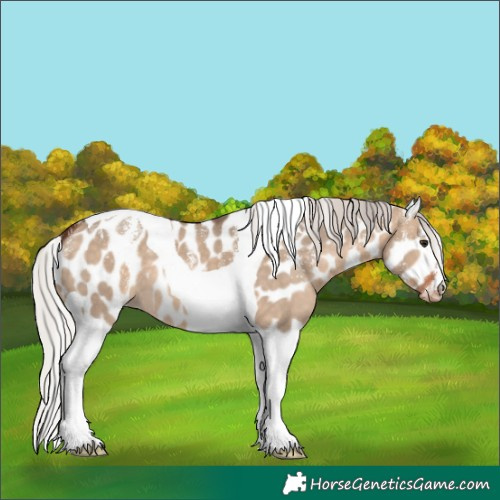 Horse Color:Powder White Silver Brown Dun Tobiano Leopard 