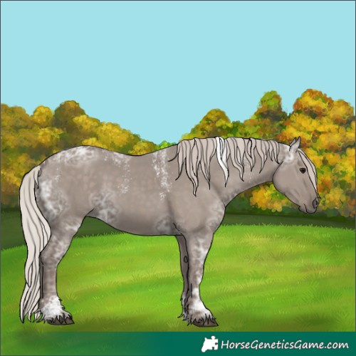 Horse Color:Unknown 