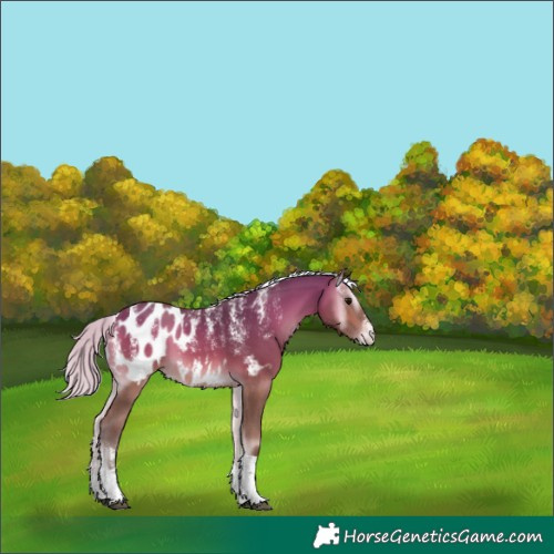 Horse Color:Powder White Silver Buckskin Onyx Tobiano Appaloosa 