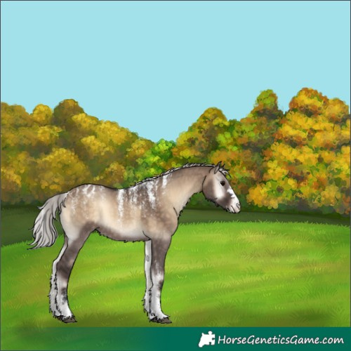 Horse Color:Unknown 