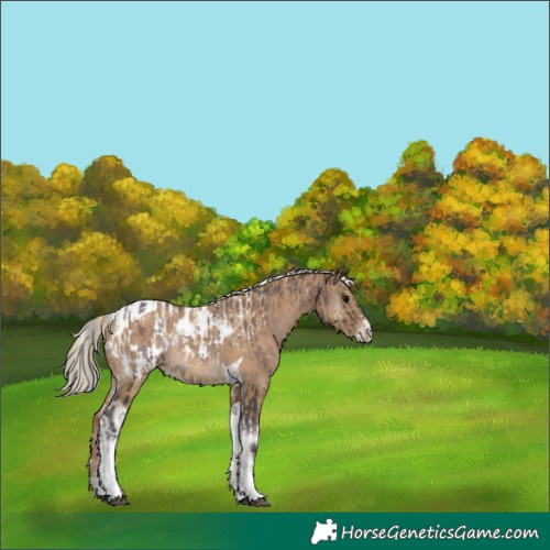 Horse Color:Powder White Silver Smoky Blue Onyx Tobiano Appaloosa  and Powder White Chocolate Palomino Dun Tobiano Appaloosa 