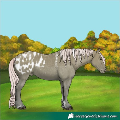 Horse Color:Powder White Silver Smoky Grullo Blanket 