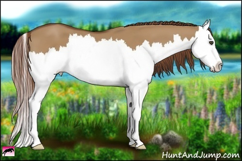 Horse Color:Red Dun Splash