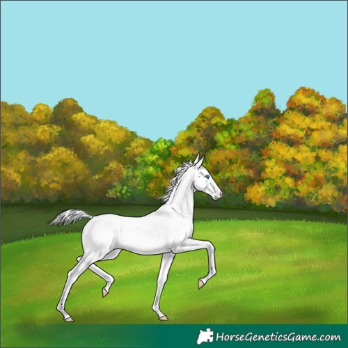 Horse Color:Gold Cream Champagne Pearl Splash Appaloosa 