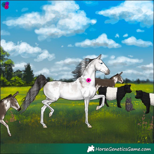 Horse Color:Gray Platinum White Spotted Bay Dun Splash 