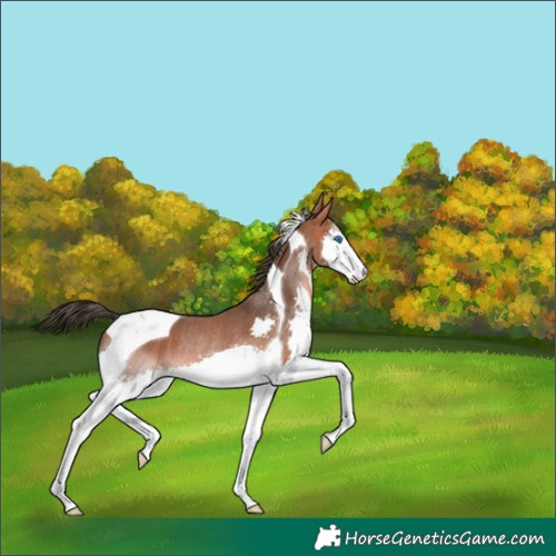 Horse Color:Bay Splash Tobiano Rabicano 