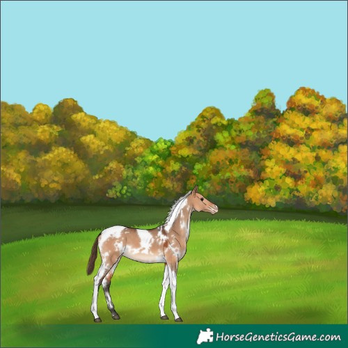 Horse Color:White Spotted Bay Dun Tobiano Appaloosa 