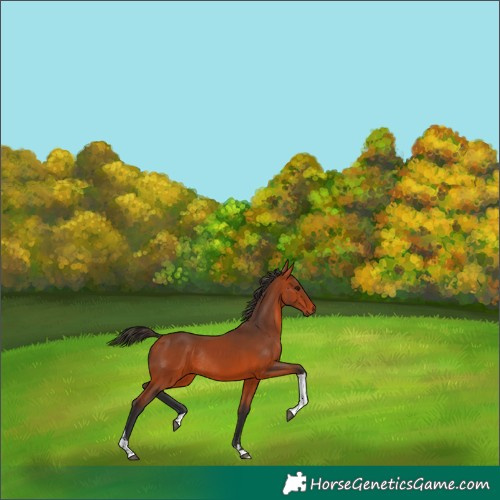 Horse Color:Bay Tobiano Rabicano 