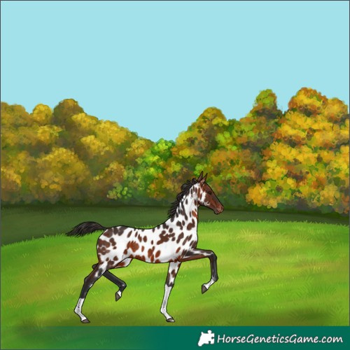 Horse Color:Bay Tobiano Appaloosa Rabicano 