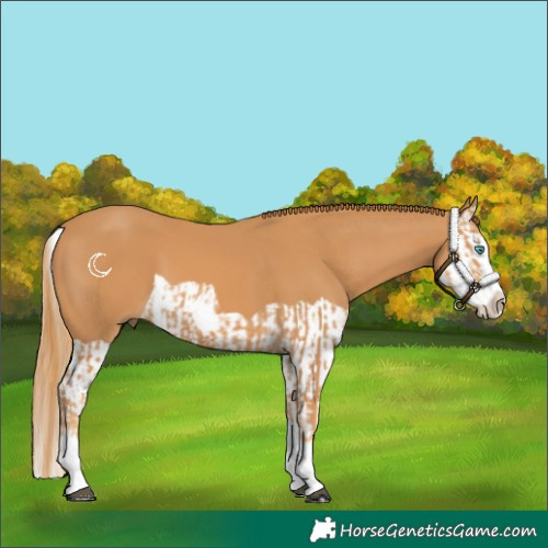 Horse Color:Chestnut Splash Frame  and Chestnut Splash 