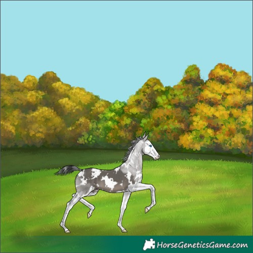 Horse Color:White Spotted Grullo Splash Varnish 