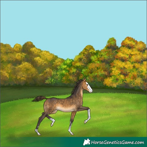 Horse Color:Buckskin Blanket 