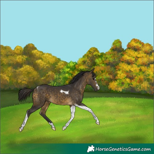 Horse Color:Buckskin Tobiano 
