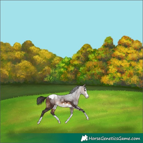 Horse Color:Bay Appaloosa 