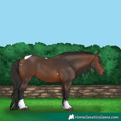 Horse Color:Brown Tobiano Rabicano 