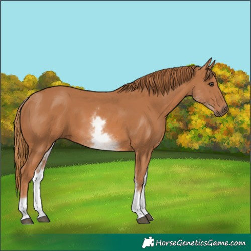 Horse Color:White Spotted Chestnut 
