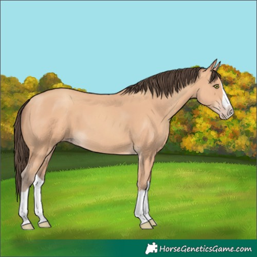Horse Color:Amber Champagne Splash 