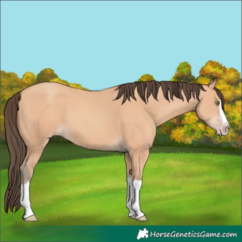Horse Color:Amber Champagne Splash 