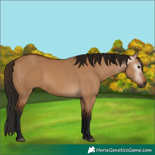 Horse Color:Gray Bay Dun 