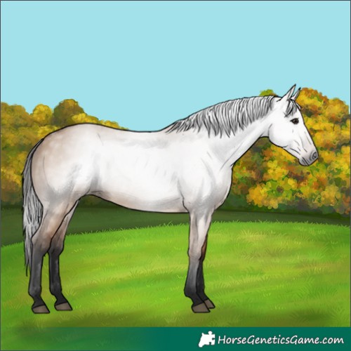 Horse Color:Gray Bay Dun 