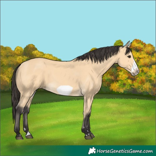 Horse Color:Buckskin Frame 