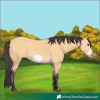 Horse Color:Buckskin Frame 