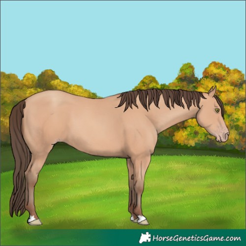 Horse Color:Amber Champagne