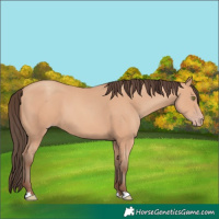 Horse Color:Amber Champagne