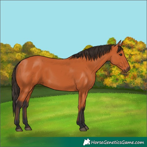 Horse Color:Bay Rabicano 