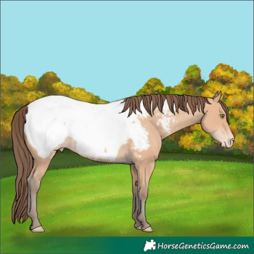 Horse Color:Amber Champagne Appaloosa 