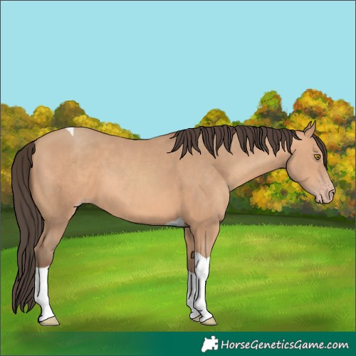 Horse Color:Amber Champagne Tobiano