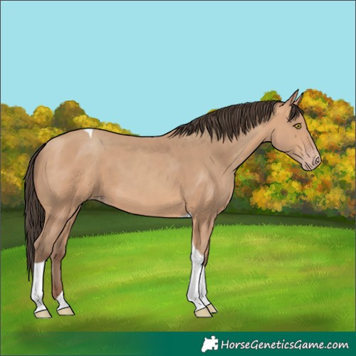 Horse Color:Amber Champagne Tobiano 