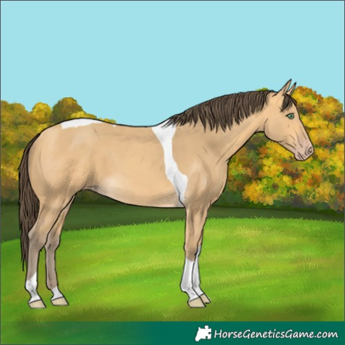 Horse Color:Amber Cream Champagne Tobiano 