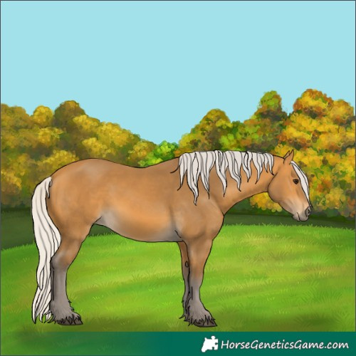 Horse Color:Silver Buckskin 