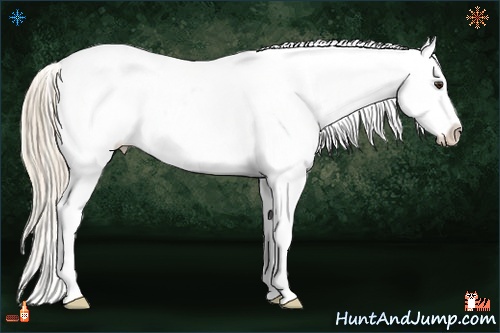 Horse Color:Chestnut Appaloosa 