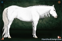 Horse Color:Chestnut Blanket