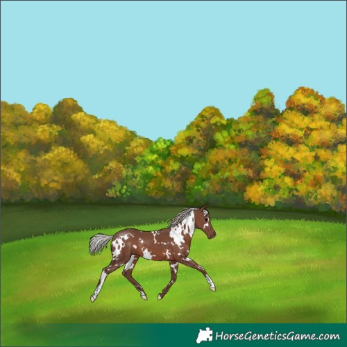 Horse Color:White Spotted Silver Black 
