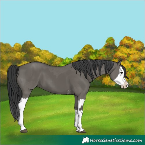 Horse Color:Grullo Sabino Splash  and Grullo Sabino Splash 