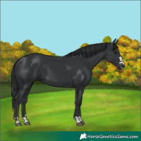 Horse Color:Black  and Black 