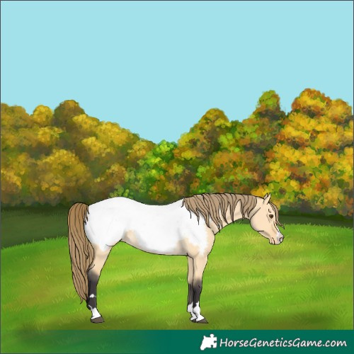 Horse Color:Buckskin Dun Snowcap 